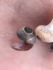 Littorininae