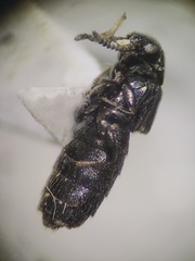 Aleochara