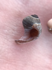 Littorininae
