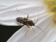 Plagiognathus obscurus