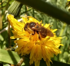 Anthophila