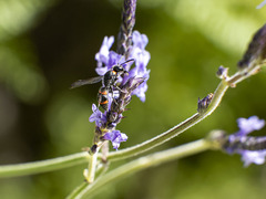 Ancistrocerus haematodes