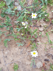 Anthemis leucanthemifolia