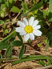Anthemis leucanthemifolia
