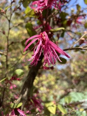 Loropetalum chinense
