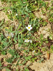 Anthemis leucanthemifolia