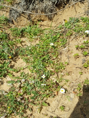 Anthemis leucanthemifolia