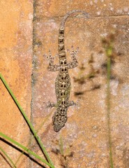 Gekko monarchus
