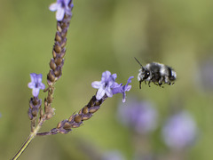 Anthophora alluaudi