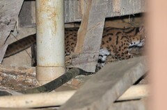 Prionailurus javanensis