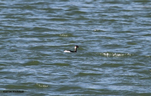 Eared Grebe