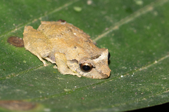 Pristimantis ridens