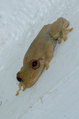 Scinax elaeochroa