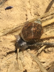 Pseudosuccinea columella