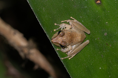 Craugastor crassidigitus