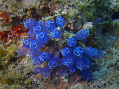 Clavelina puertosecensis