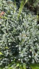 Cerastium tomentosum