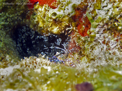 Periclimenes yucatanicus