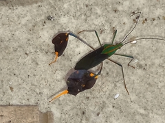 Diactor bilineatus
