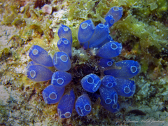 Clavelina puertosecensis