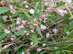 Cuscuta epithymum