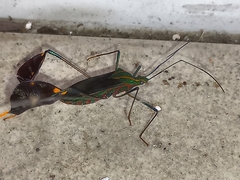 Diactor bilineatus