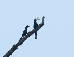 Anthracoceros malayanus