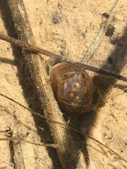 Pseudosuccinea columella