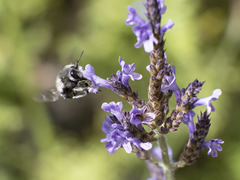 Anthophora alluaudi
