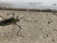 Diactor bilineatus