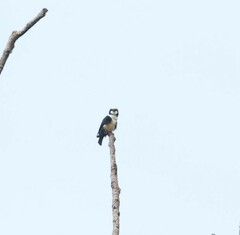 Microhierax latifrons