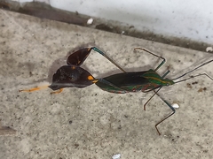 Diactor bilineatus