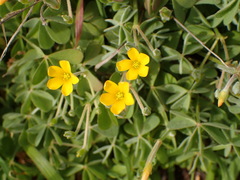 Oxalis pilosa