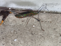 Diactor bilineatus