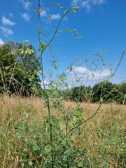 Thalictrum minus