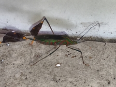 Diactor bilineatus