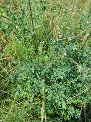 Thalictrum minus