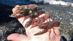 Samastacus spinifrons