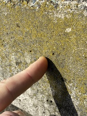 Candelariella efflorescens