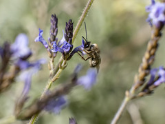 Eucera gracilipes