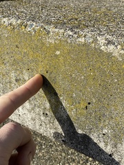 Candelariella efflorescens