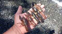 Samastacus spinifrons