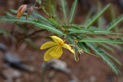 Chamaecrista flexuosa