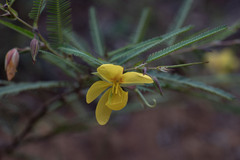 Chamaecrista flexuosa