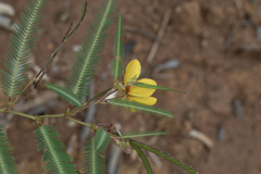 Chamaecrista flexuosa