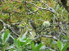 Saltator similis