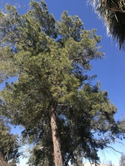 Pinus leiophylla