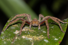Cupiennius coccineus