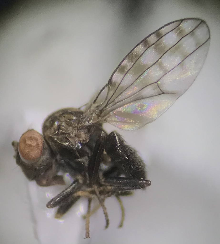 Callinapaea