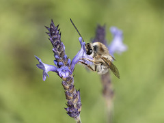 Eucera gracilipes